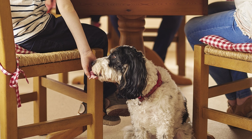Kid feeding a dog under the table