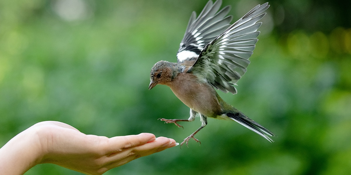 bird landing on a hand with its wings flapping