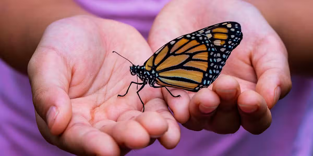 Monarch butterfly sitting on a hand.