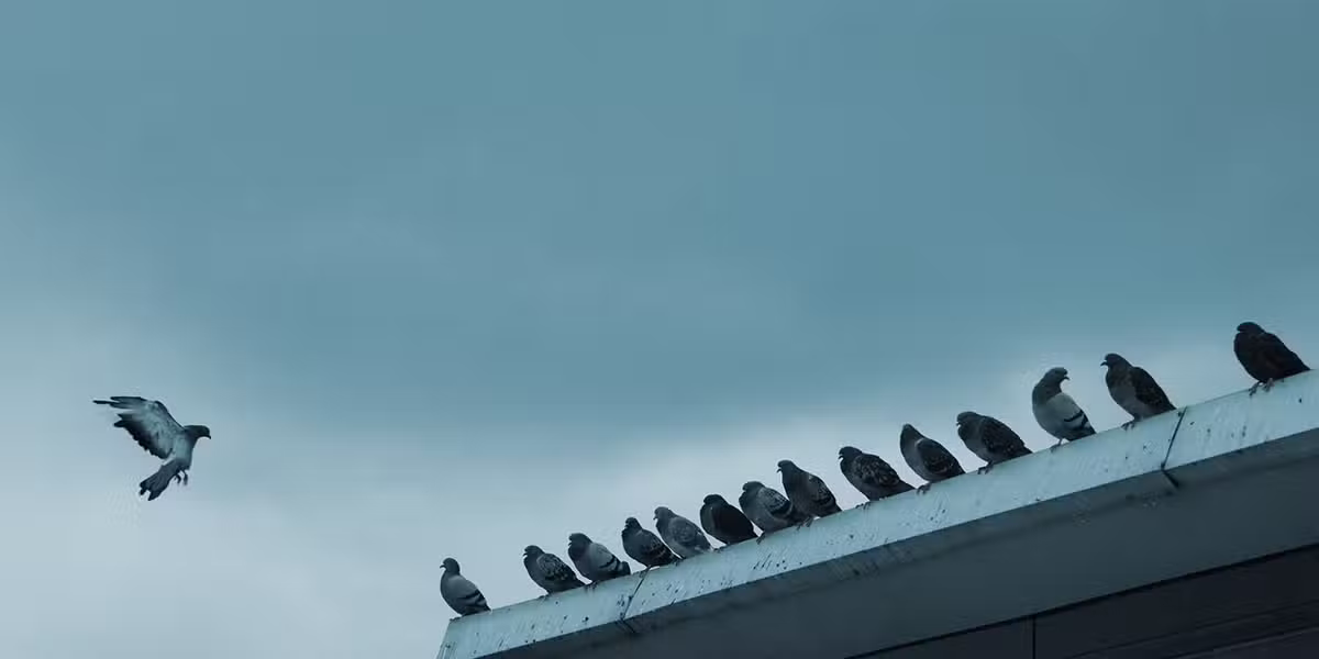 Community of birds